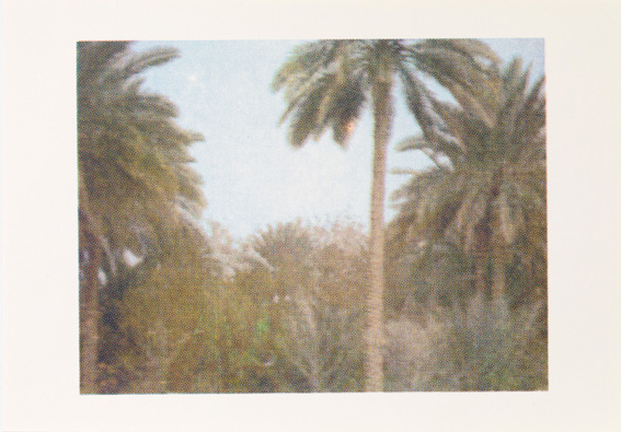 palm trees of iraq